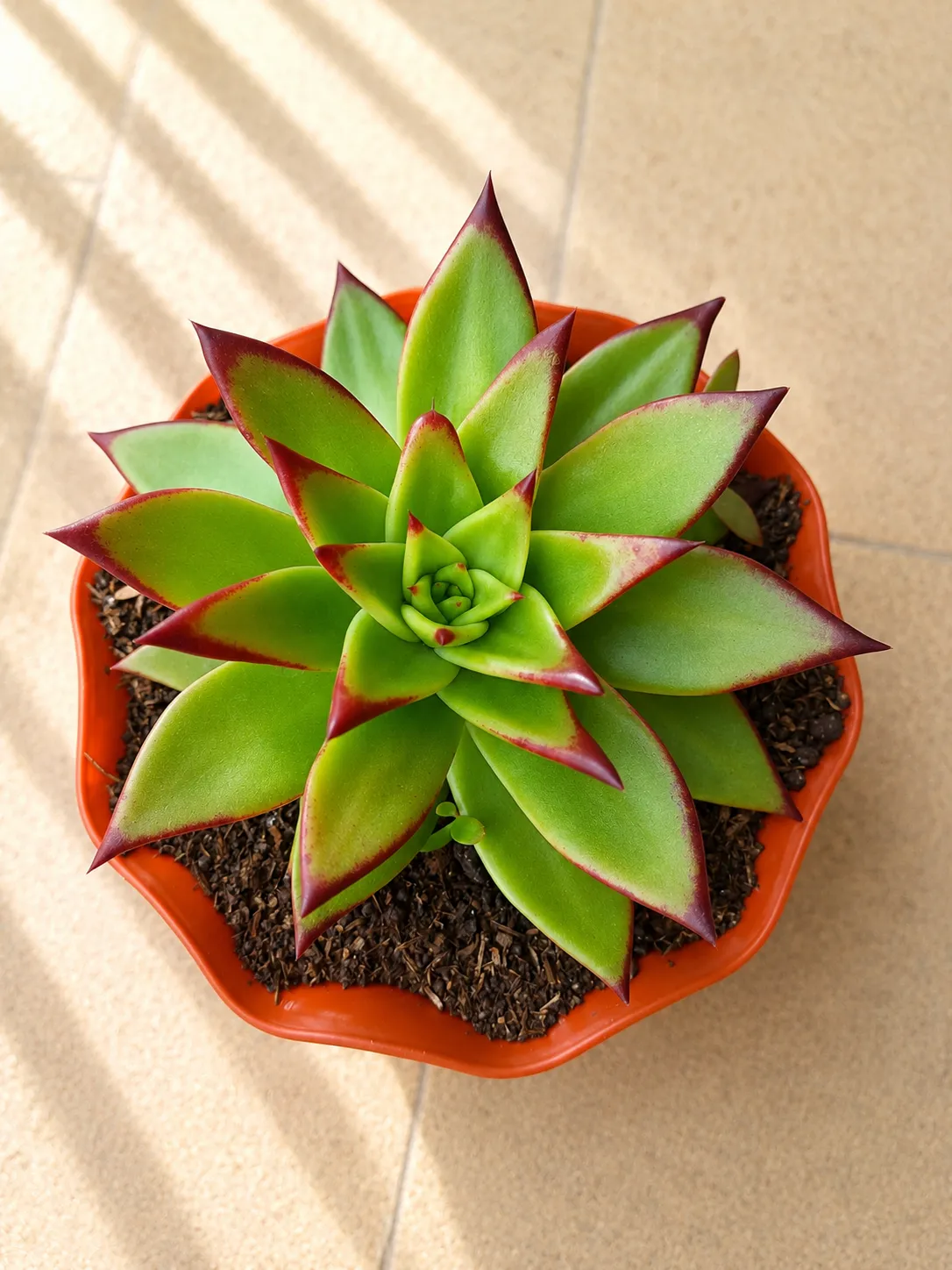 Echeveria Agavoides 1