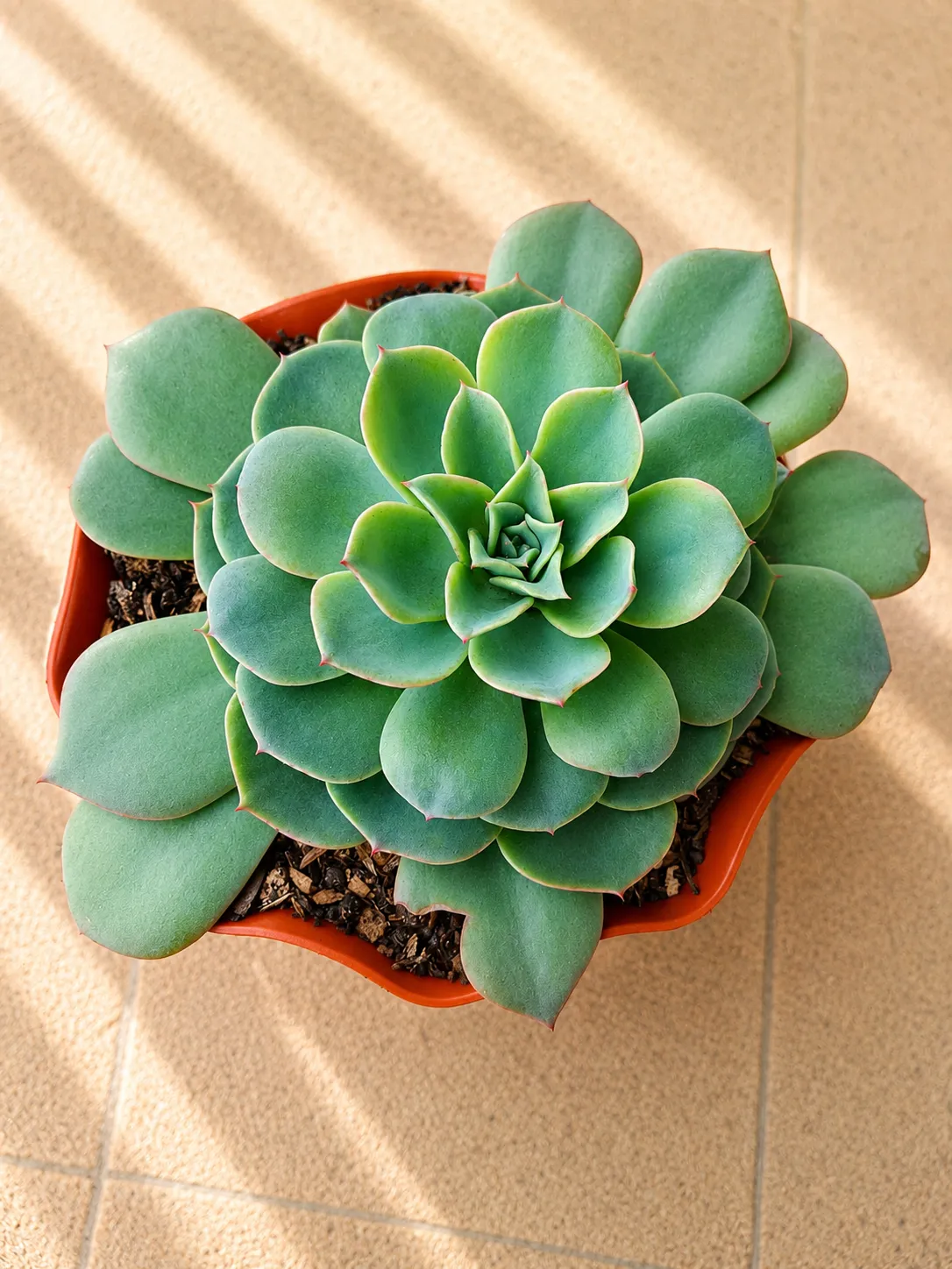 Echeveria Elegans 2