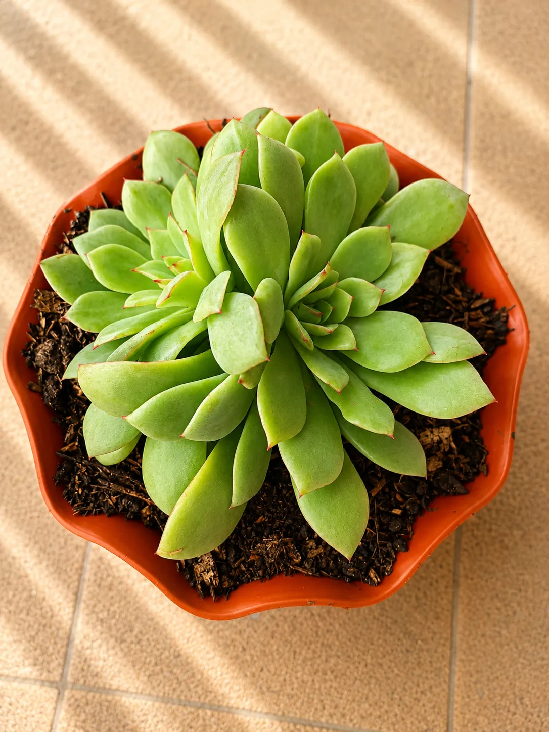 Echeveria Imbricata 3