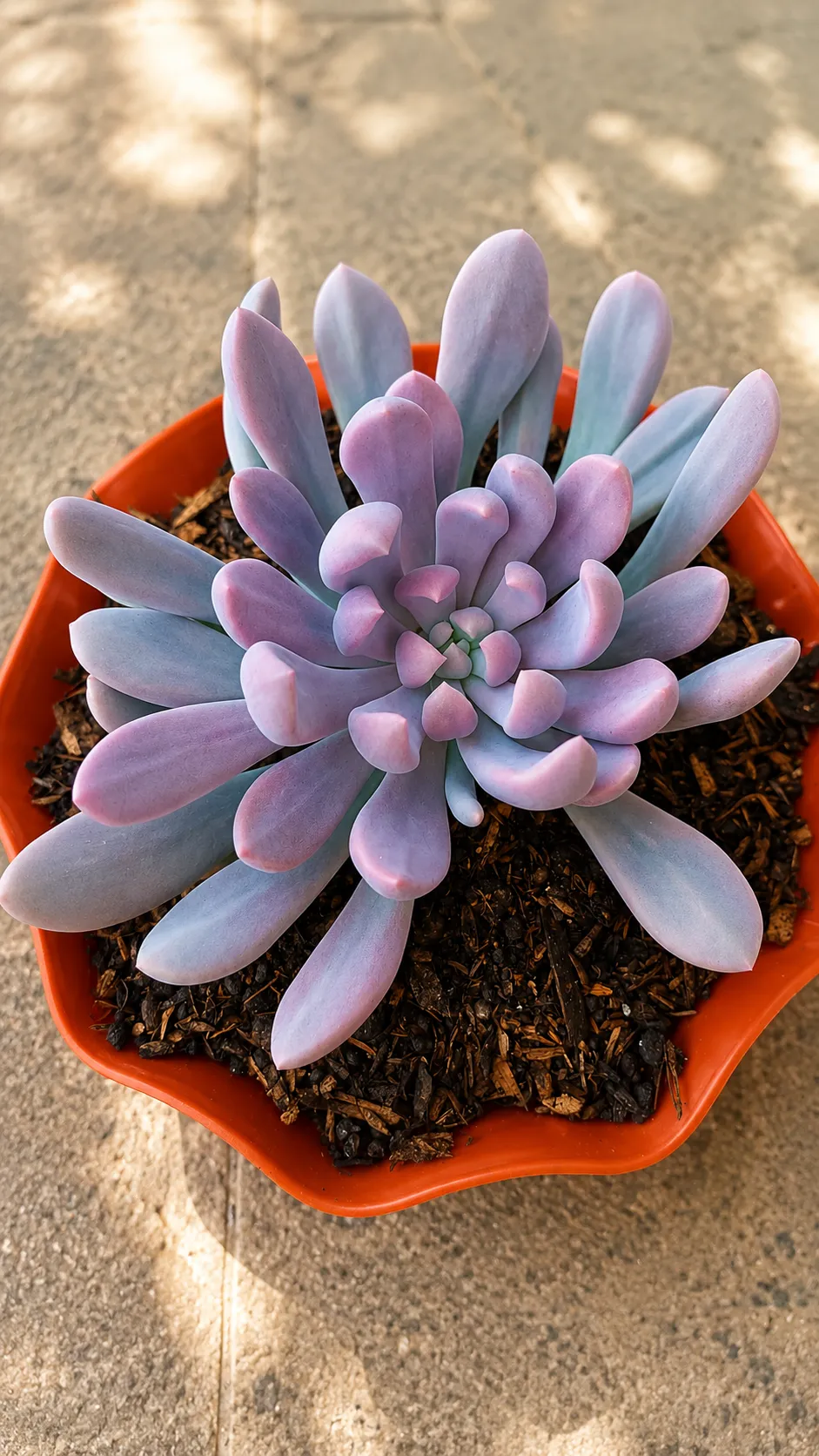 Graptoveria Debbie 4
