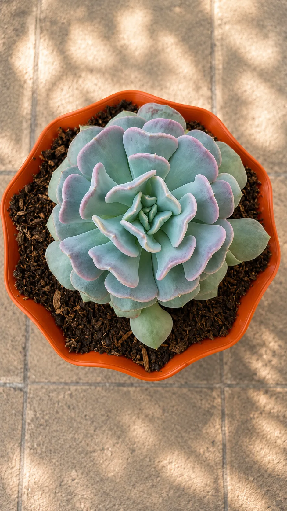 Echeveria Shaviana 5