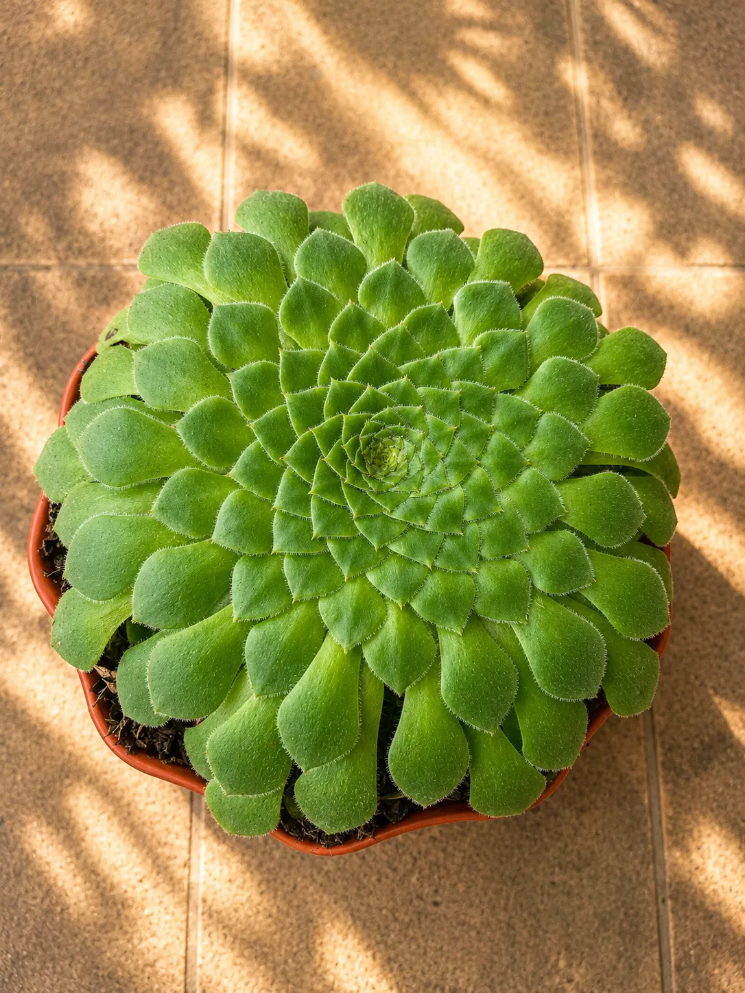 Aeonium Haworthii 6