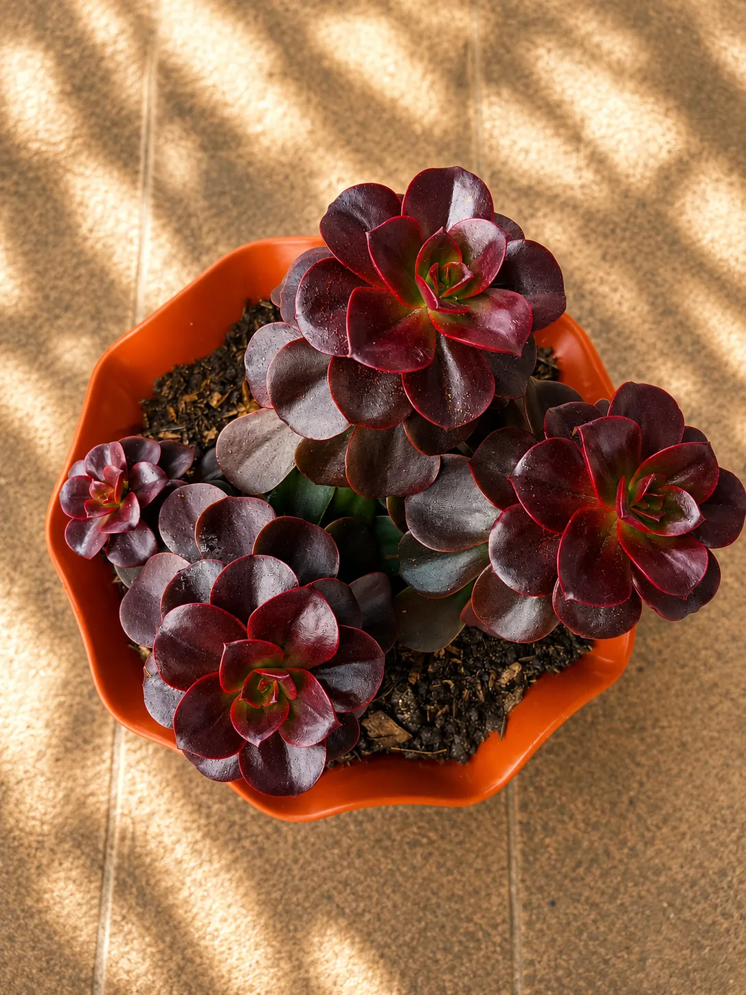Aeonium arboreum 'Zwartkop' 7
